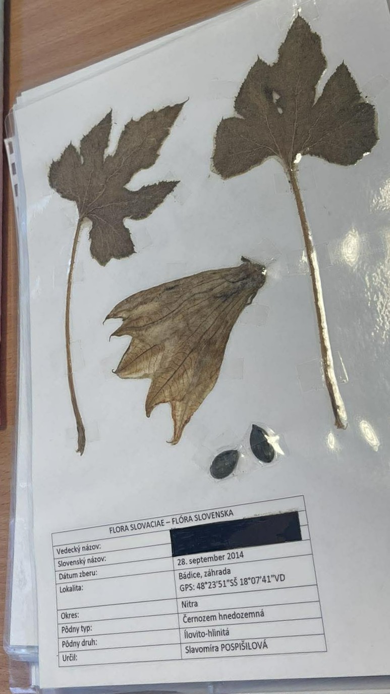 Rastlina Cucurbita pepo